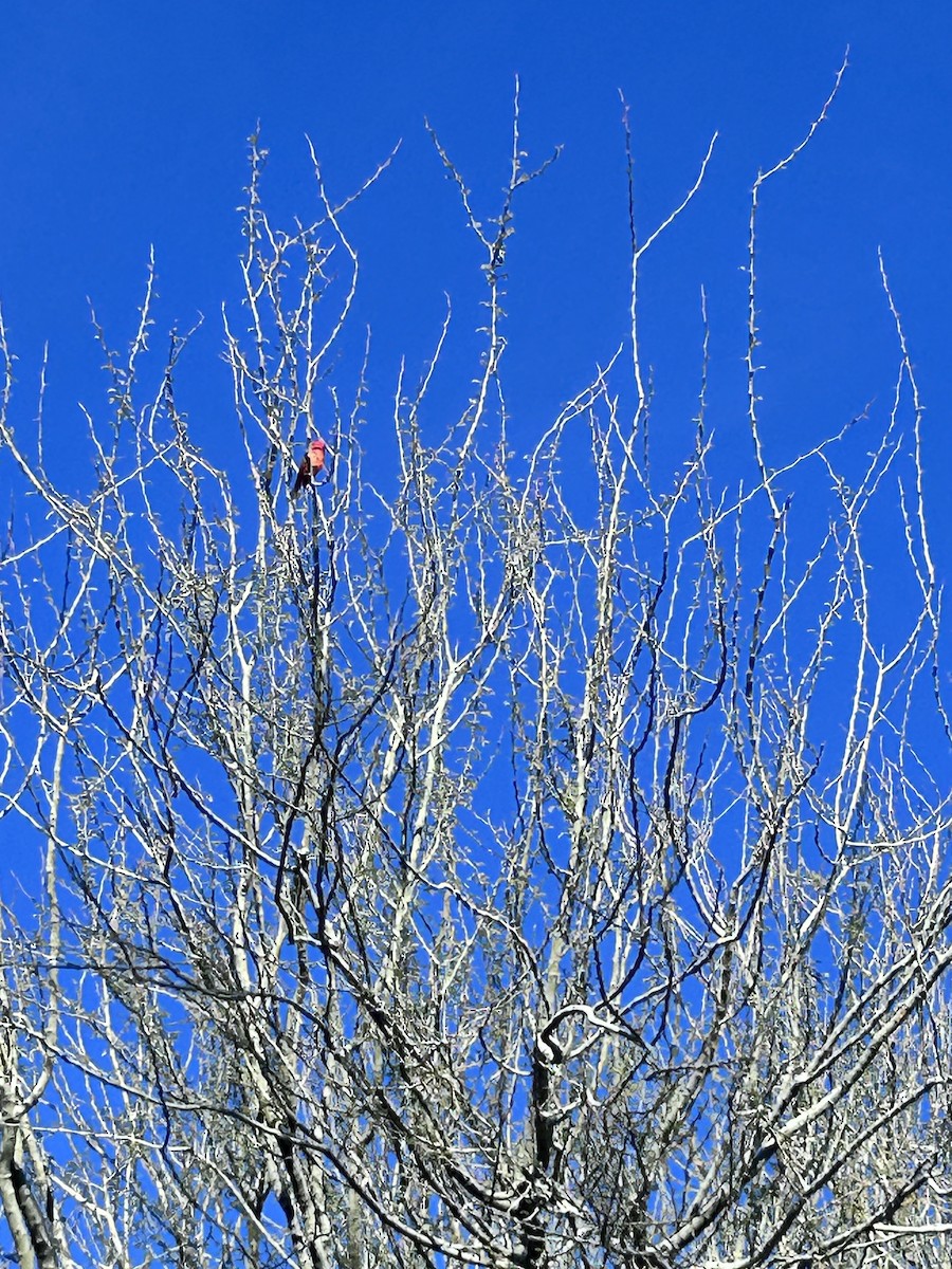 Vermilion Flycatcher - ML646551999
