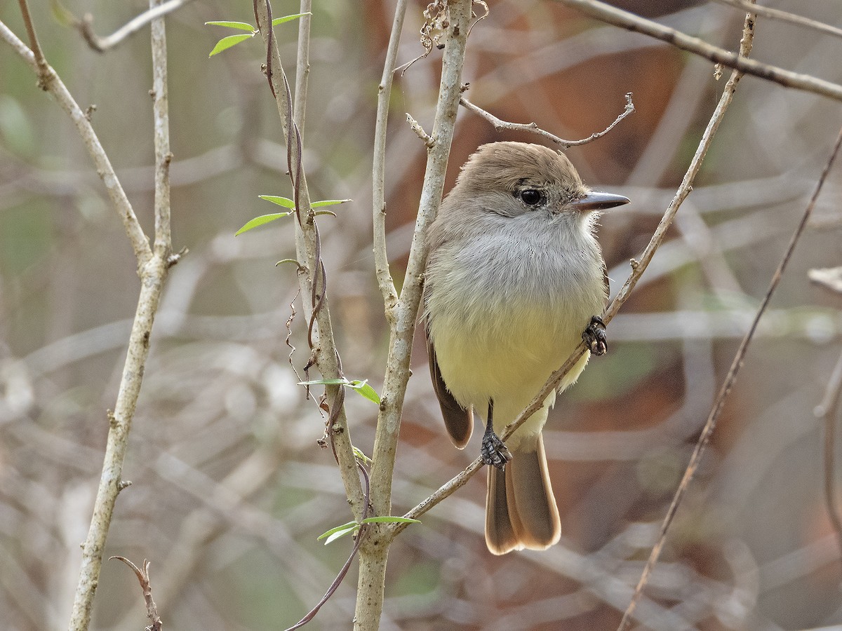 Galapagos Flycatcher - ML646552000