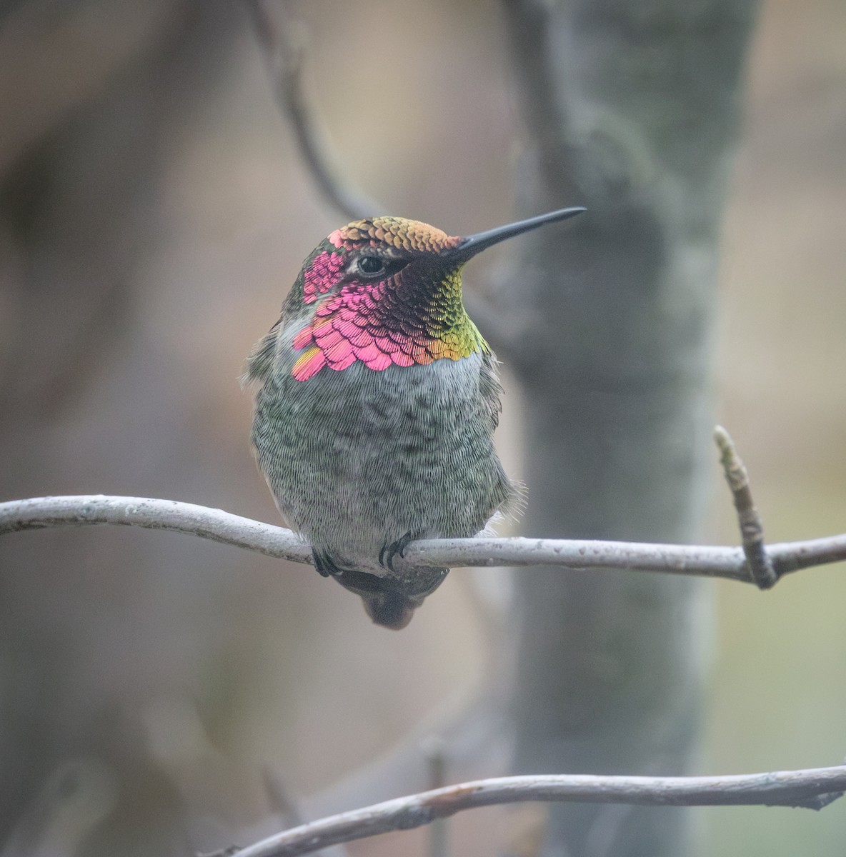 Anna's Hummingbird - ML646552003