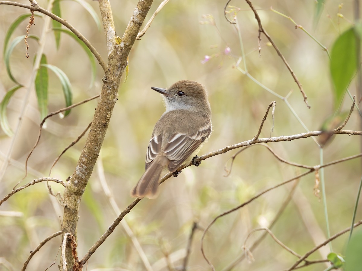 Galapagos Flycatcher - ML646552005