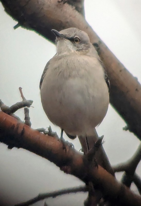 Northern Mockingbird - ML646552007