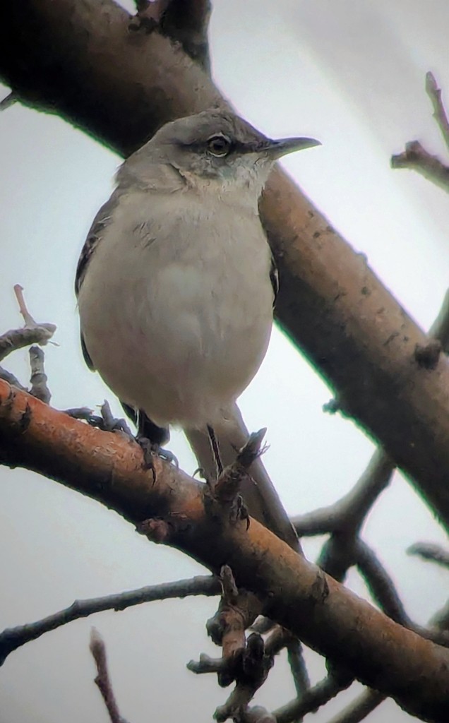 Northern Mockingbird - ML646552008