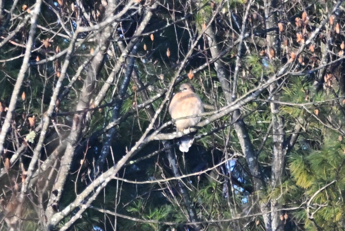 Red-shouldered Hawk - ML646552010