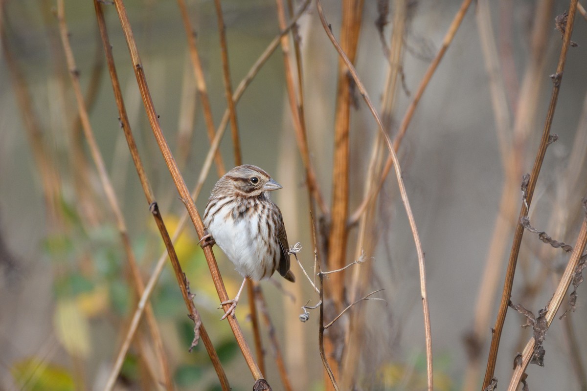 Song Sparrow - ML646552012