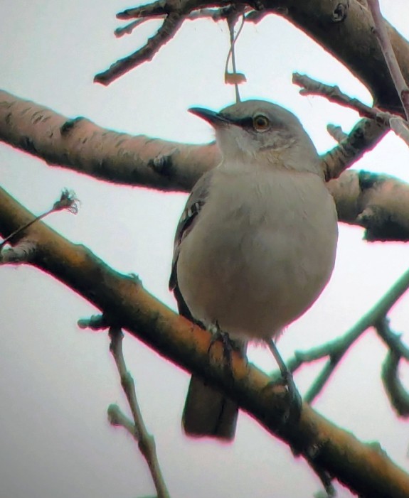 Northern Mockingbird - ML646552013