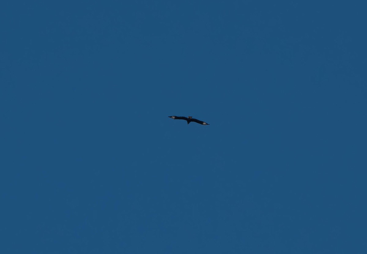 ミナミカラカラ - ML646552014