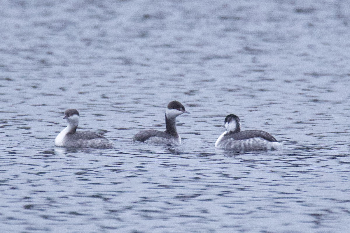 Horned Grebe - ML646552016