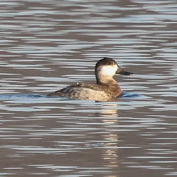 Ruddy Duck - ML646552020