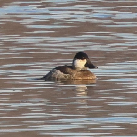 Ruddy Duck - ML646552021