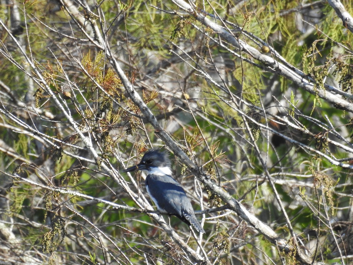 Belted Kingfisher - ML646552022