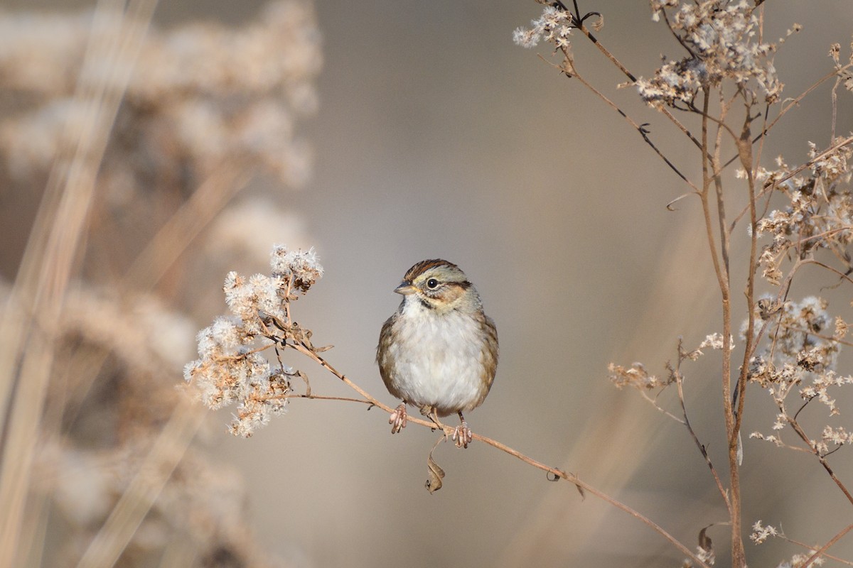 Swamp Sparrow - ML646552026