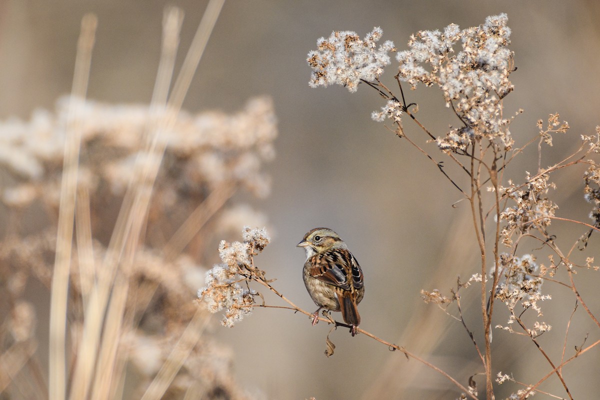 Swamp Sparrow - ML646552027