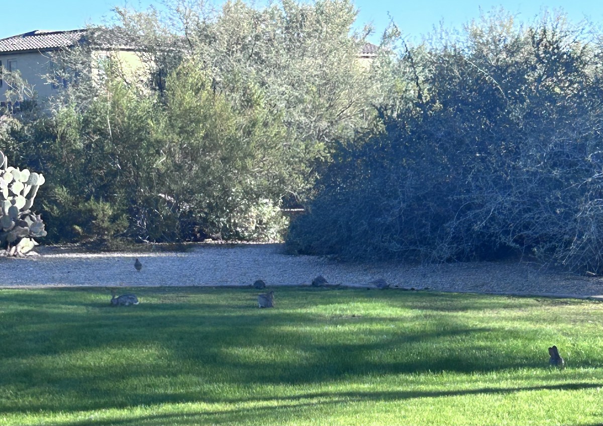 Gambel's Quail - ML646552029