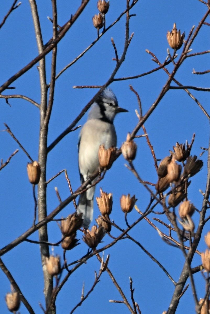 Blue Jay - ML646552030