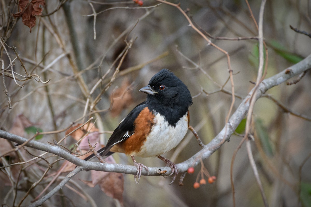 Eastern Towhee - ML646552034