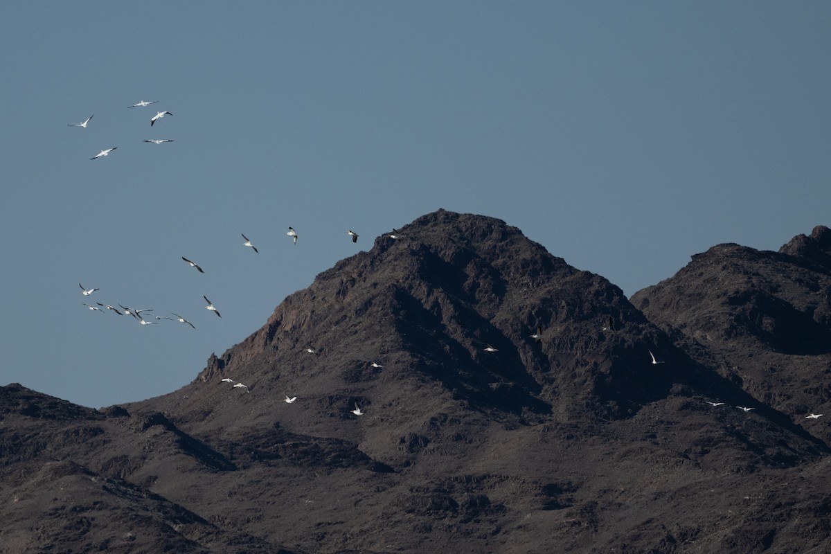 amerikapelikan - ML646552035