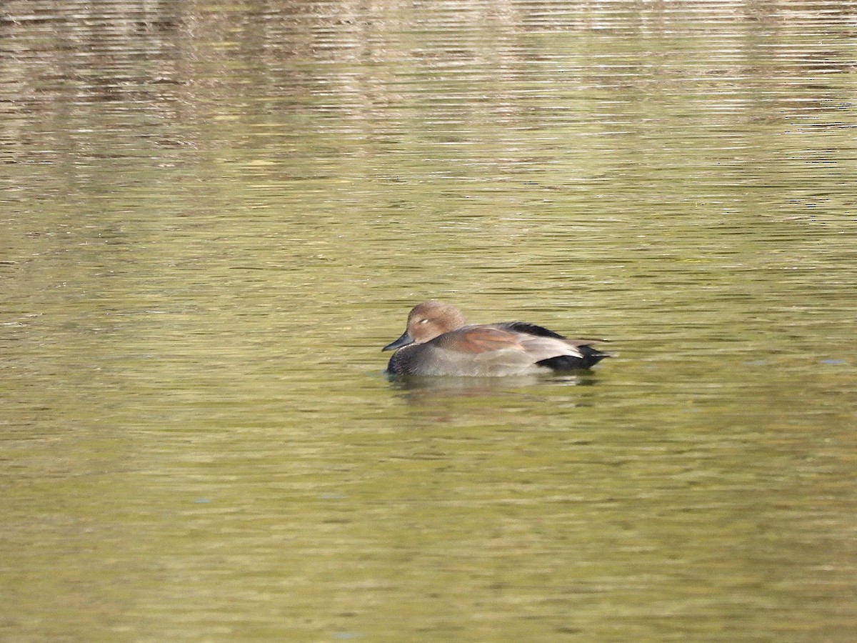 Gadwall - ML646552048