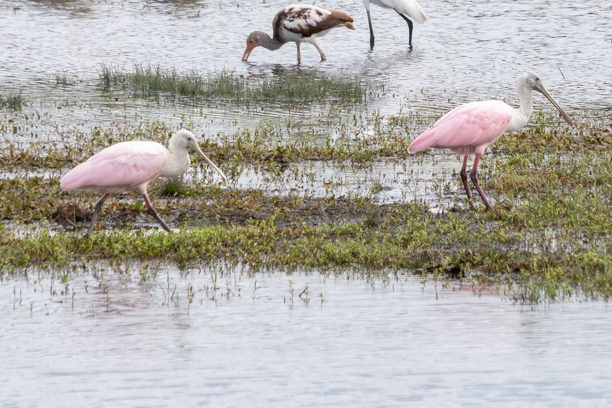 Espátula Rosada - ML646552049