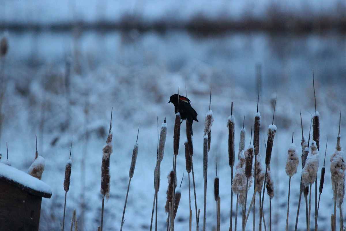 Red-winged Blackbird - ML646552051