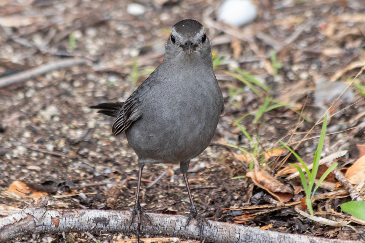 Gray Catbird - ML646552052