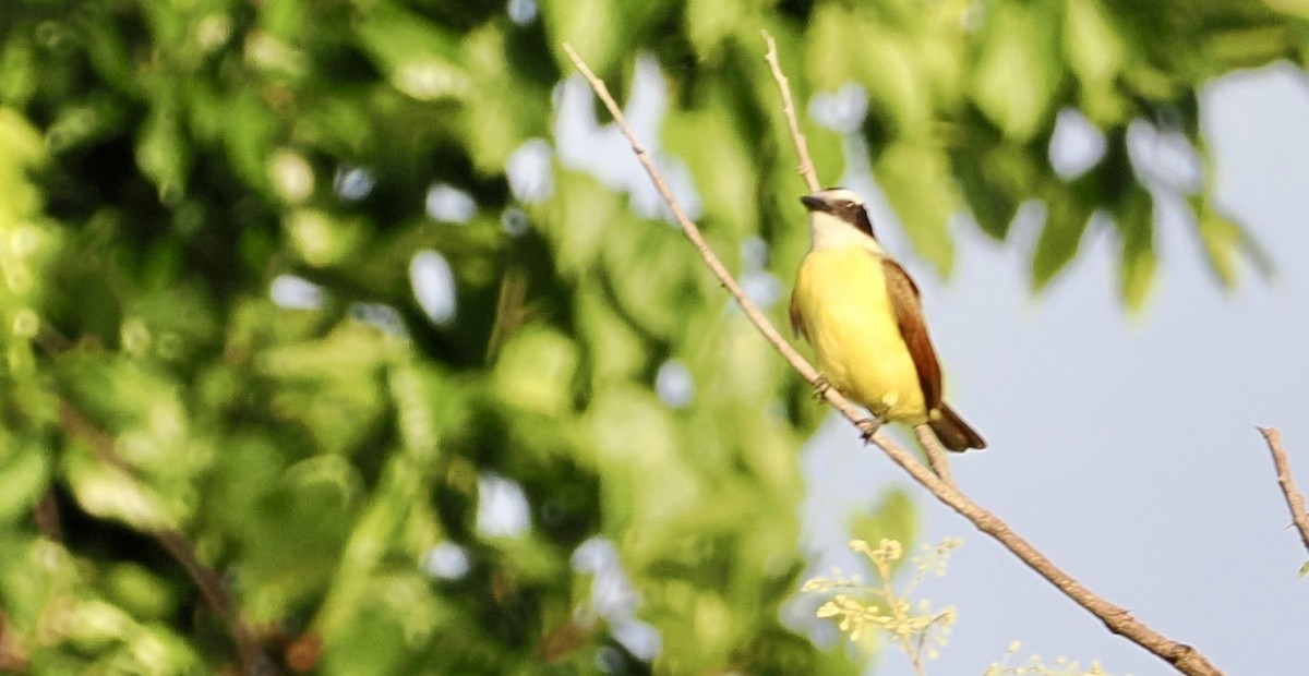 Bienteveo Común - ML646552053