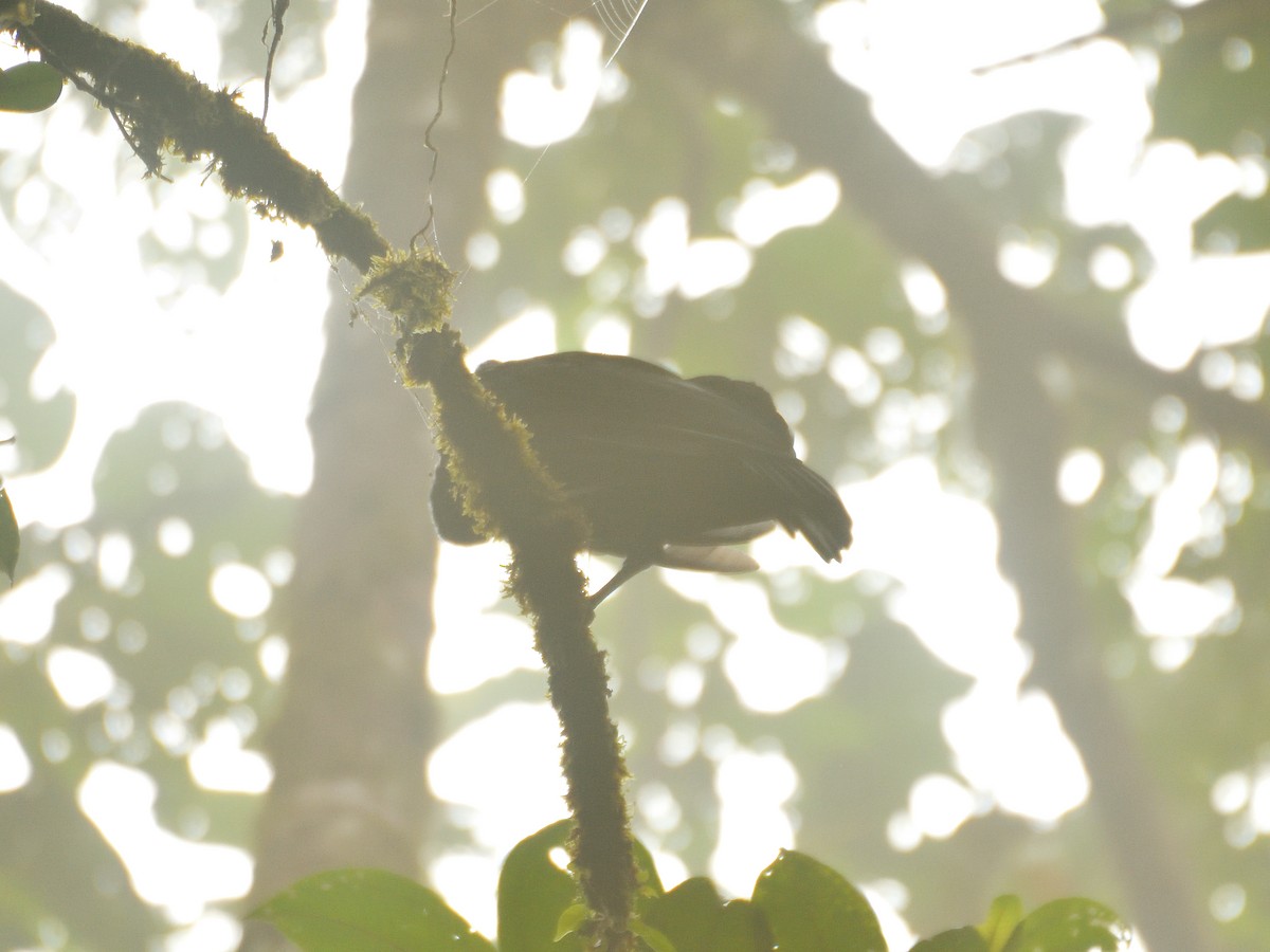 Long-wattled Umbrellabird - ML646552054