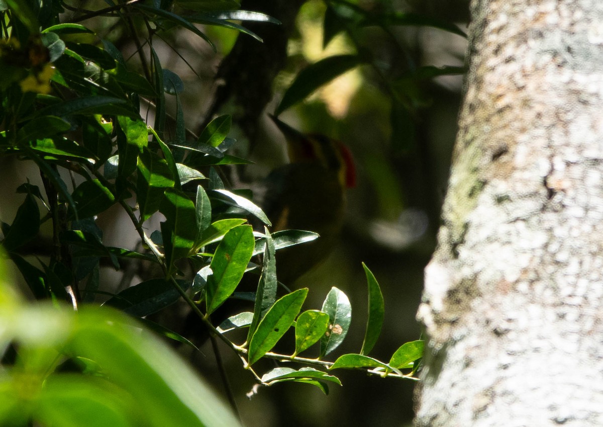 White-browed Woodpecker - ML646552055
