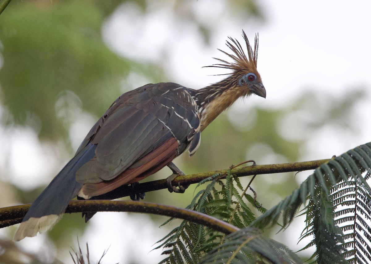 Hoazín - ML646552056