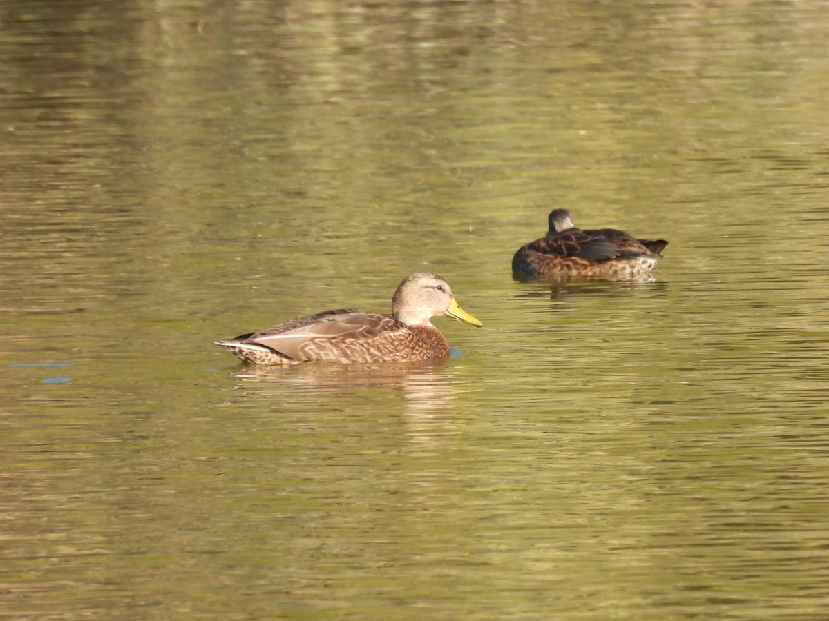 Mexican Duck - ML646552059