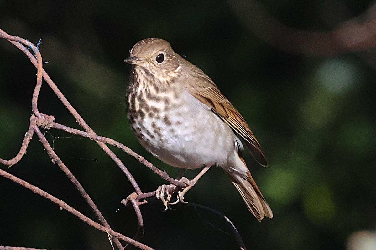 Hermit Thrush - ML646552060