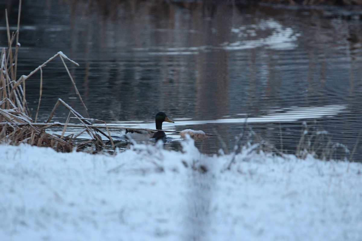 綠頭鴨 - ML646552062