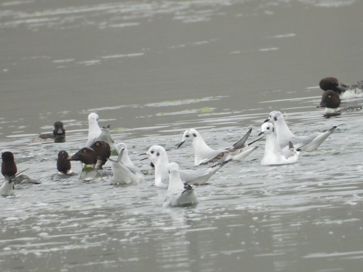 Bonaparte's Gull - ML646552063