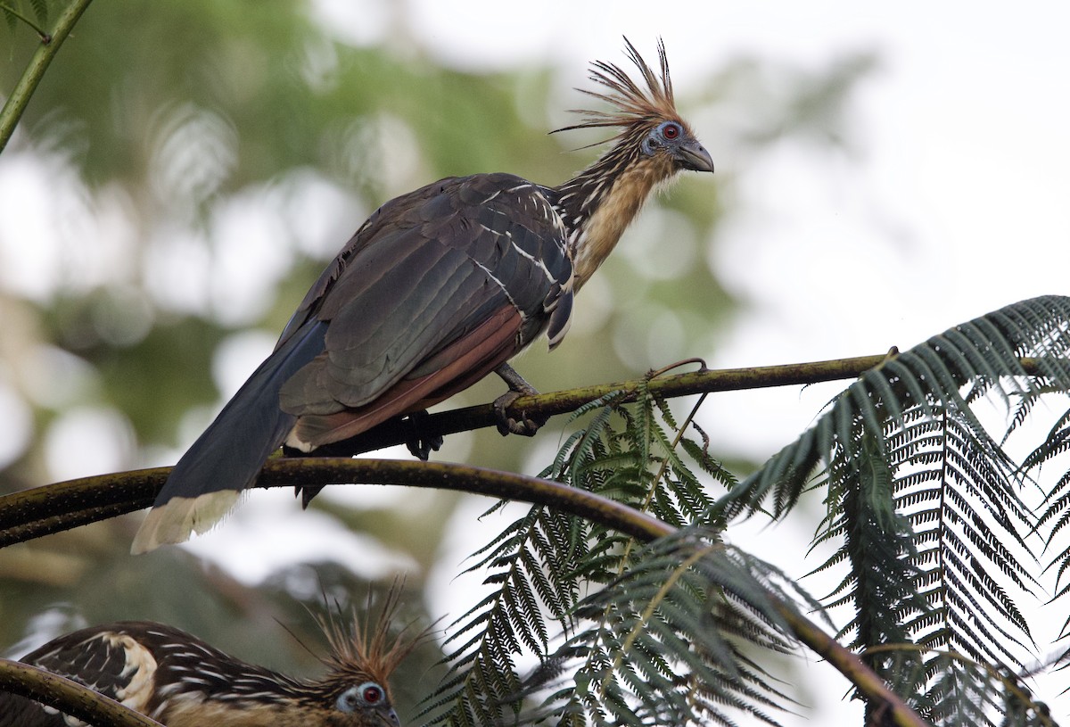 Hoazín - ML646552066