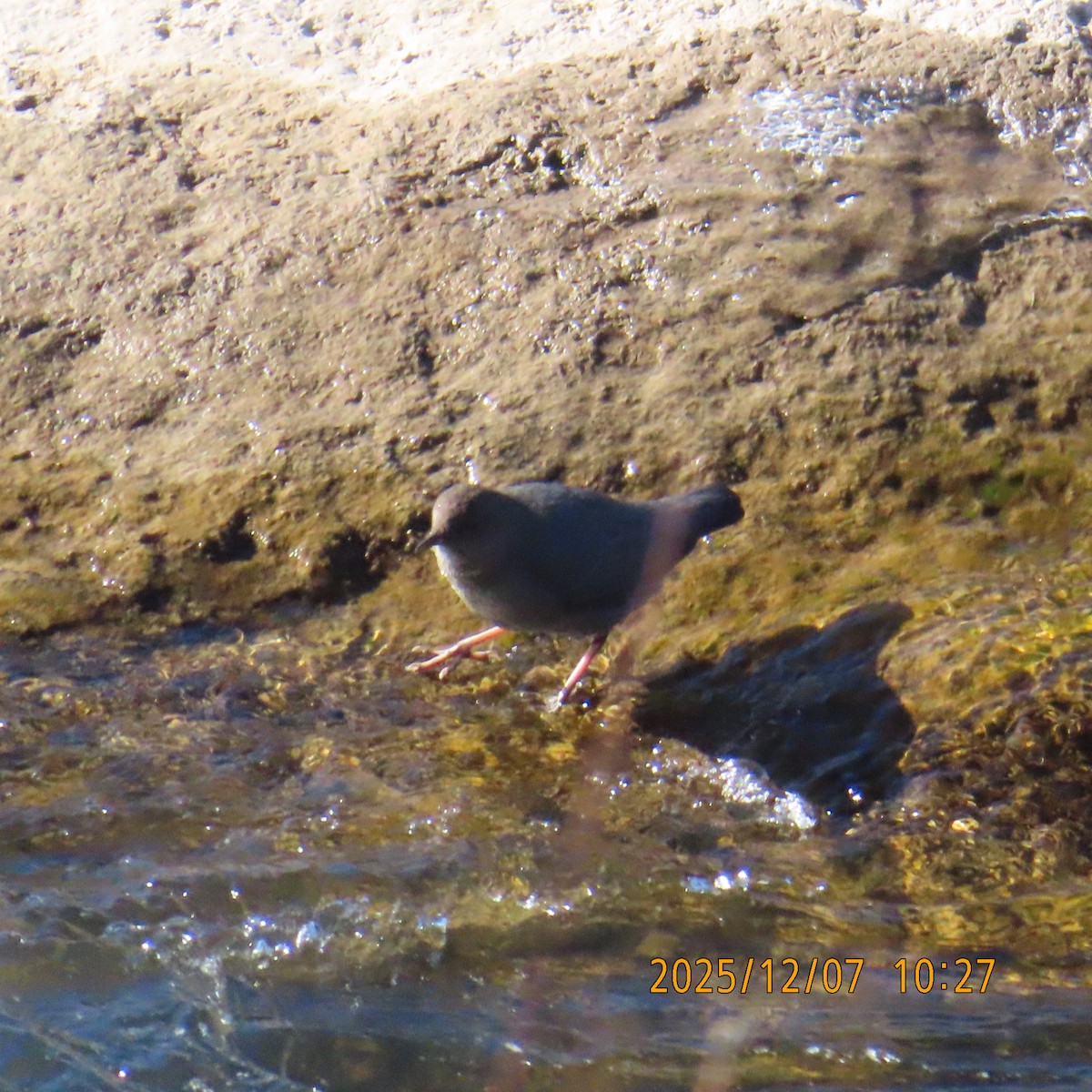 Ur-zozo iparramerikarra - ML646552069