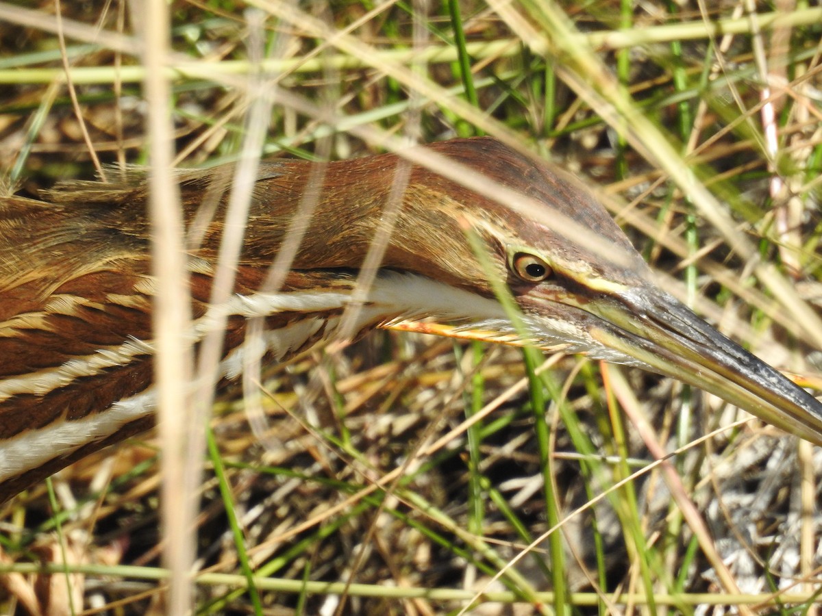 American Bittern - ML646552071