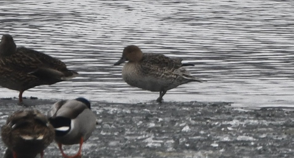 Шовтгор алаг нугас - ML646552072