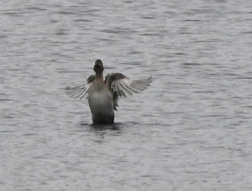 Шовтгор алаг нугас - ML646552073