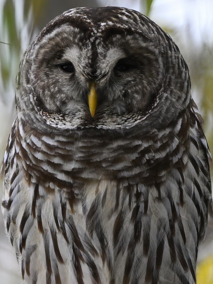 Barred Owl - ML646552077