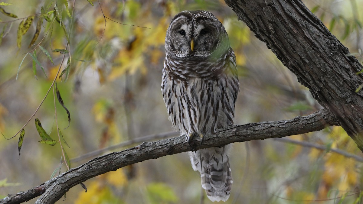 Barred Owl - ML646552078