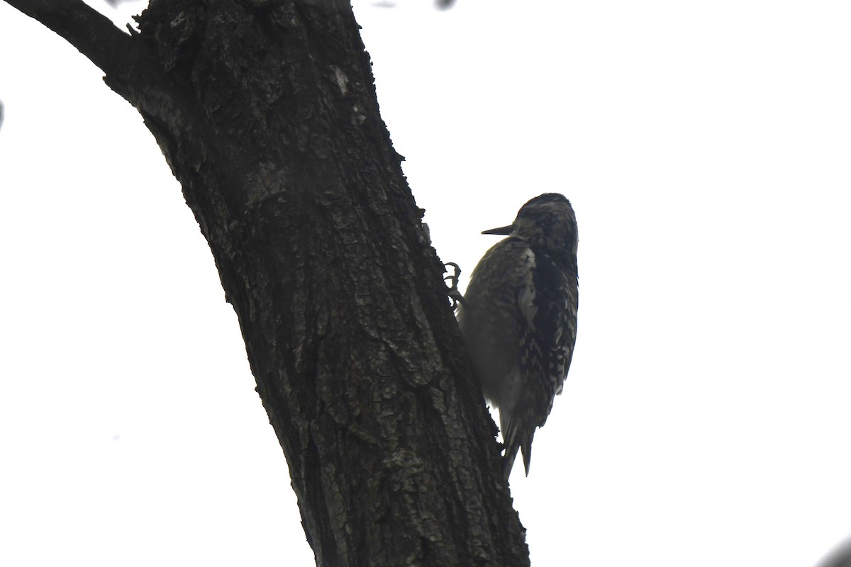 Sarı Karınlı Ağaçkakan - ML646552079