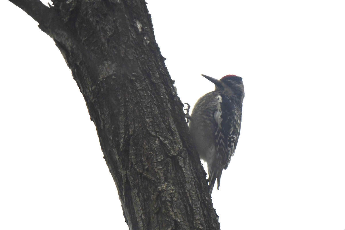 Sarı Karınlı Ağaçkakan - ML646552082