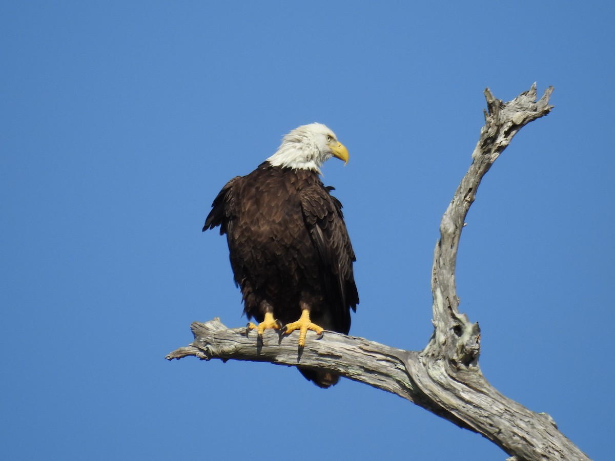 Bald Eagle - ML646552093