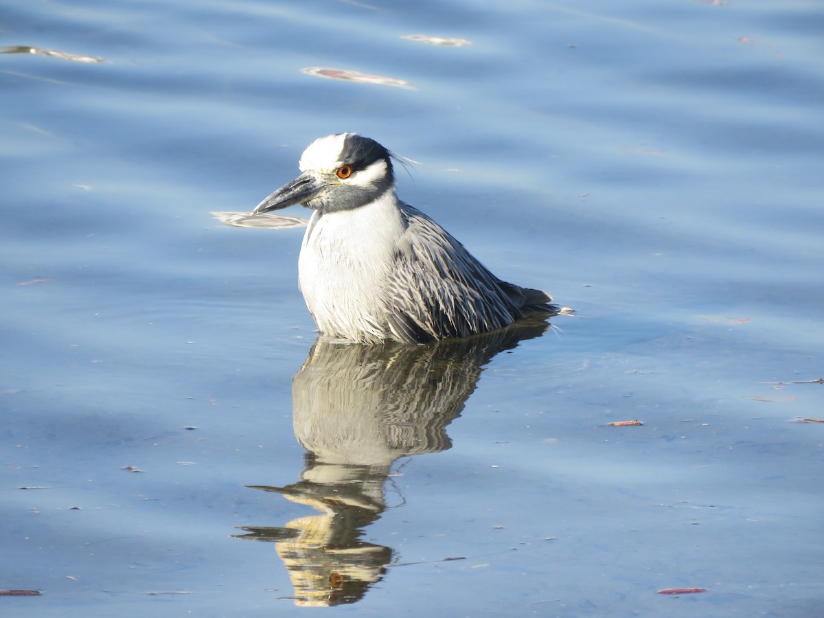 Yellow-crowned Night Heron - ML646552095