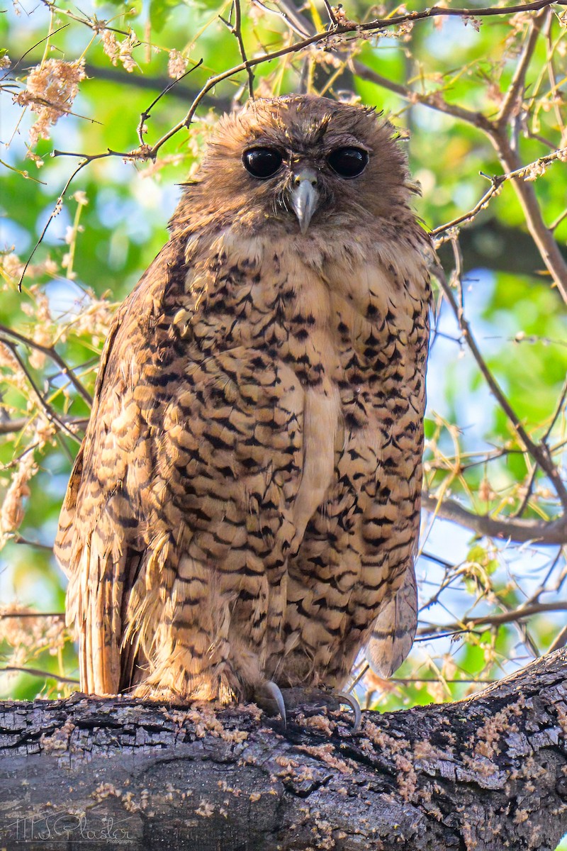 Pel's Fishing-Owl - ML646552101