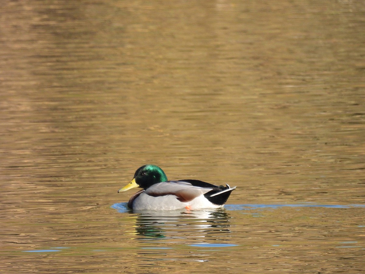 Mallard - ML646552110