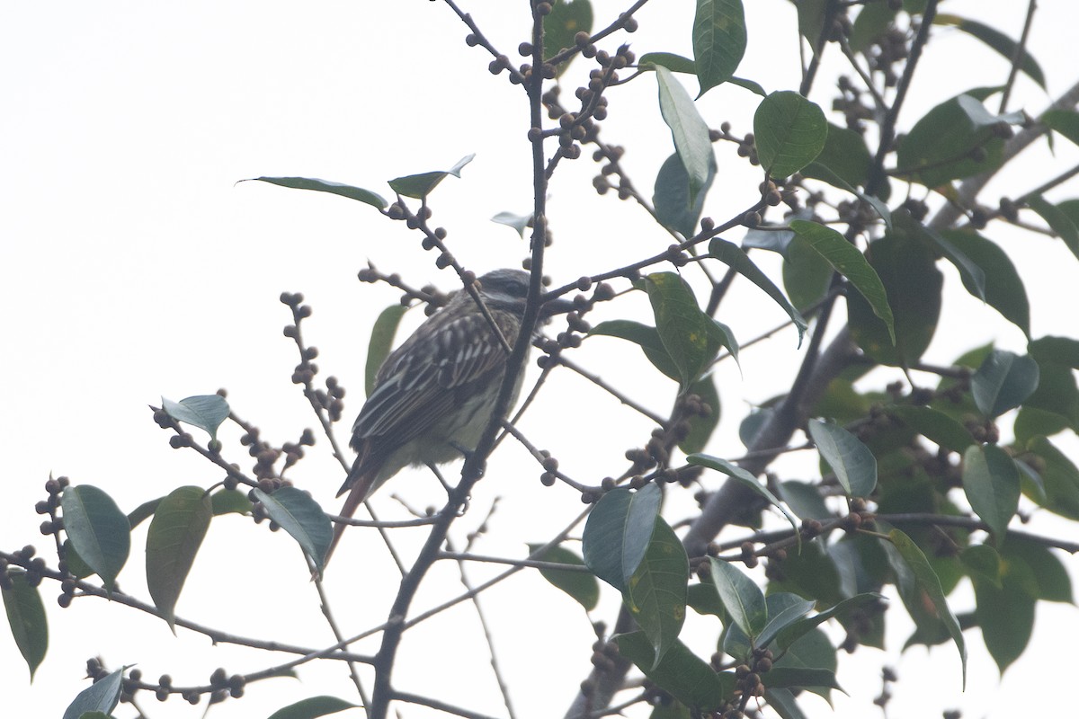 Sulphur-bellied Flycatcher - ML646552114