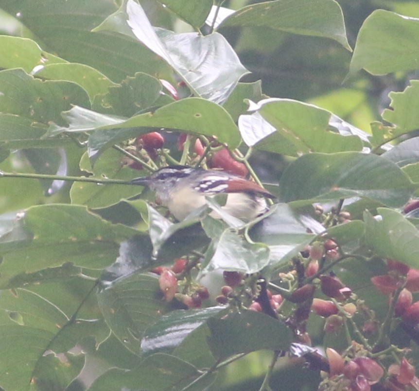 Rusty-winged Antwren - ML646552115