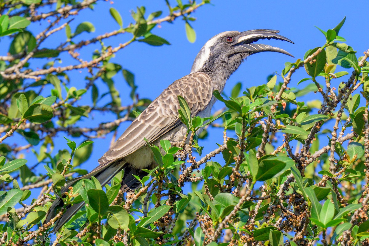 African Gray Hornbill - ML646552117
