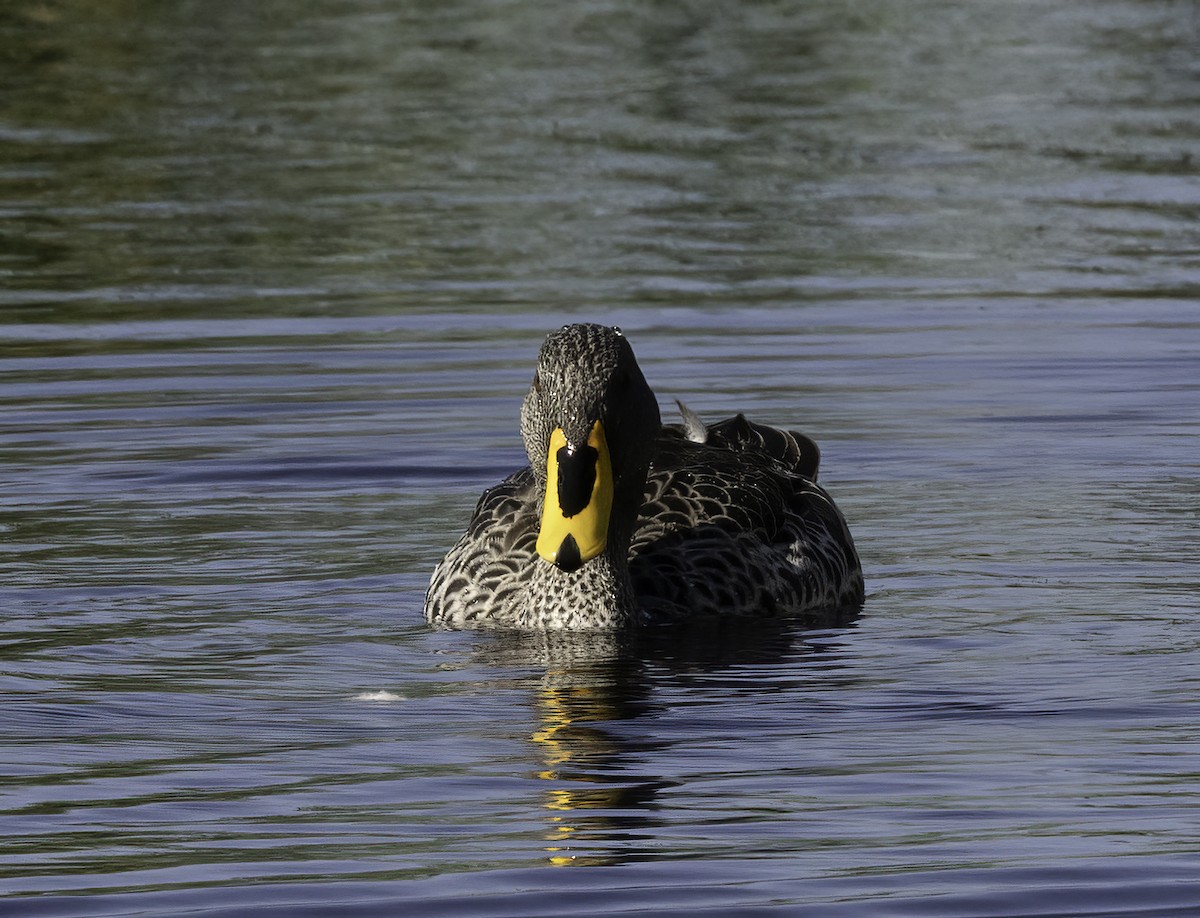 ברווז צהוב-מקור - ML646552119