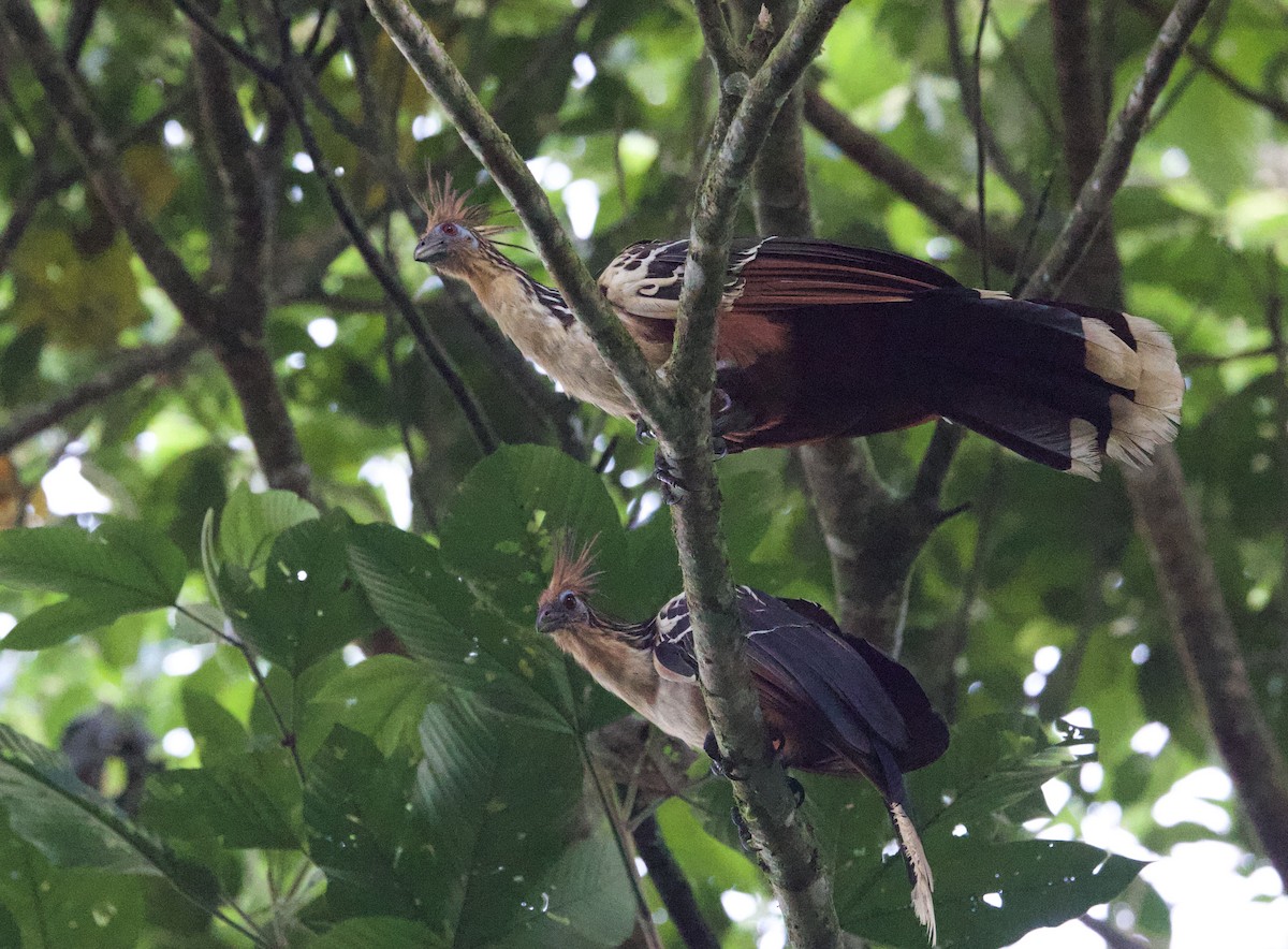 Hoazín - ML646552121